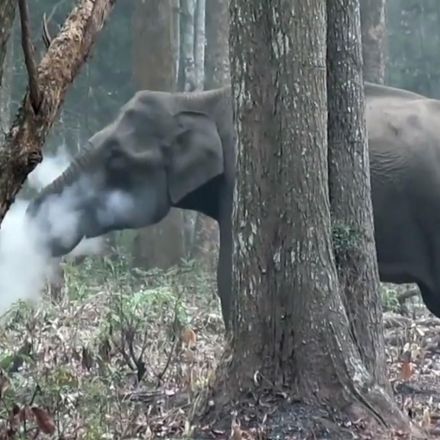 Elephant caught 'smoking' on camera leaves scientists baffled