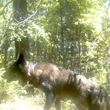 Environmental group sues for records of wolf killings