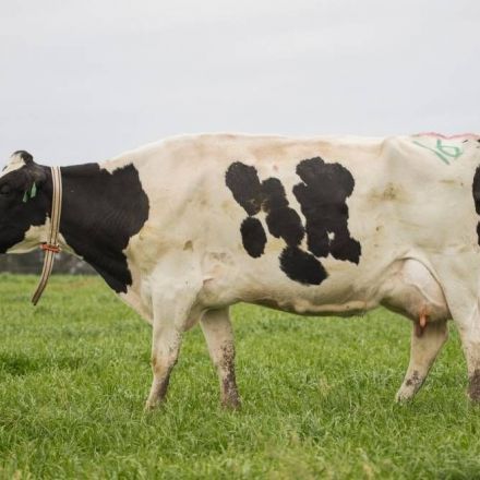 Farmers are using AI to help monitor cows