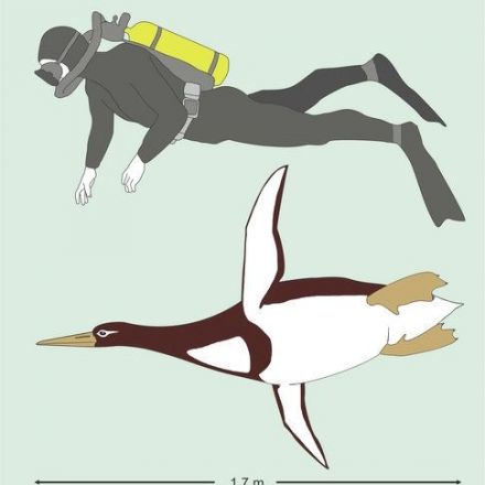 Ancient penguin was as big as a (human) Pittsburgh Penguin