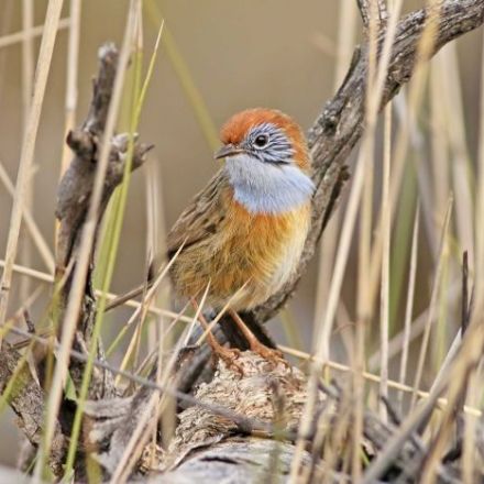 Back from extinction: The Mallee emu wren makes a comeback in South Australia - ABC News (Australian Broadcasting Corporation)