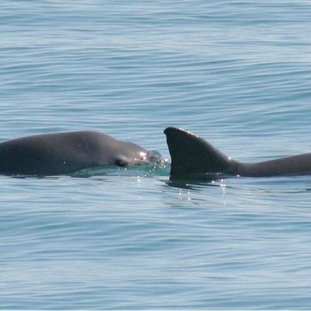 Vaquita porpoise: Dolphins deployed to save rare species