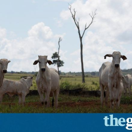 Wild Amazon faces destruction as Brazil’s farmers and loggers target national park