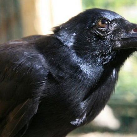 Crows Can Build Compound Tools Out of Multiple Parts