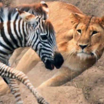 Turns Out There's One Animal Powerful Enough to Mess With Lions' Feeding Habits