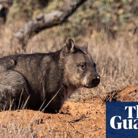 Wombat's deadly butts: how they use their 'skull-crushing' rumps to fight, play and flirt