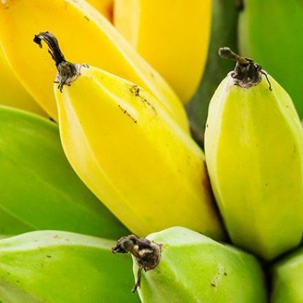 Ripe And Unripe Bananas Have Different Health Benefits. Here's Which to Choose