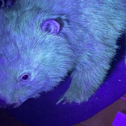 Stop Everything - It Turns Out Wombats Also Have Biofluorescent Fur