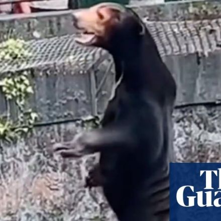 Chinese zoo denies its sun bears are humans dressed in costumes