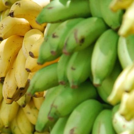 Banana Genomes Hint at Hidden Species We Urgently Need to Find