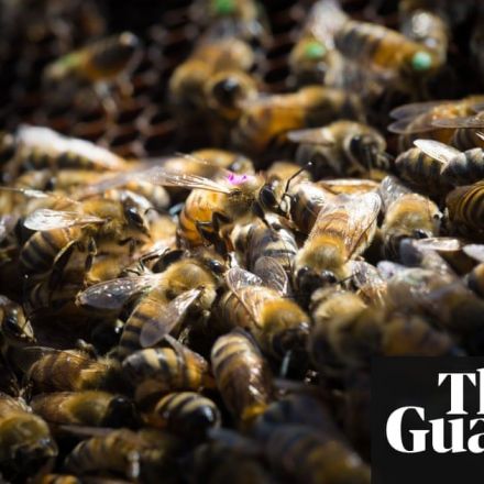 Monsanto's global weedkiller harms honeybees, research finds