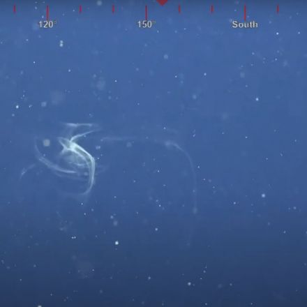 Scientists Are Freaking Out Over The First-Ever Footage of This Bizarre Squid