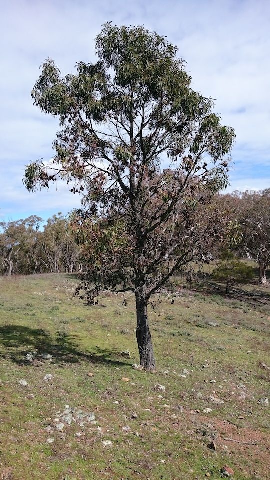 Gum tree with galls