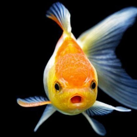 Fish May Actually Feel Pain After All, Argues a New Paper