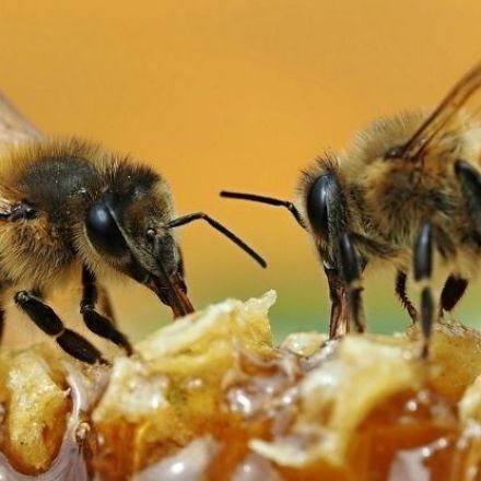 'Unbelievable' Video Shows Two Bees Work Together to Unscrew a Soda Bottle