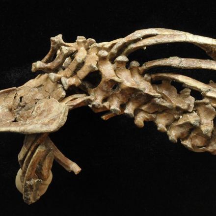 When Did Humans Start to Walk? 3.3 Million-Year-Old, Fossil Tells All
