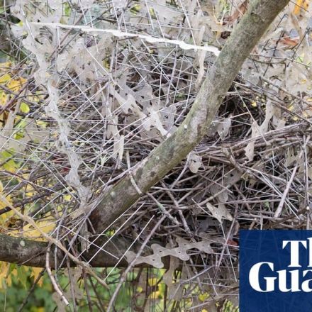 Crows and magpies using anti-bird spikes to build nests, researchers find