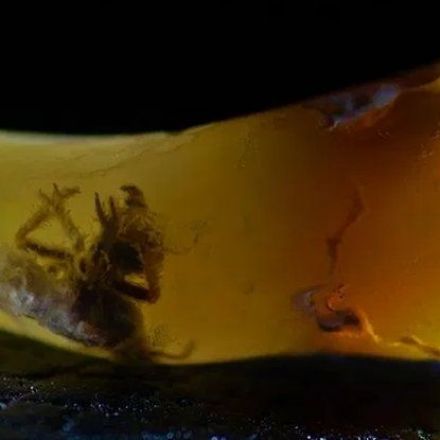 This Ancient Dead Bug Could Change What We Know About Opal Formation