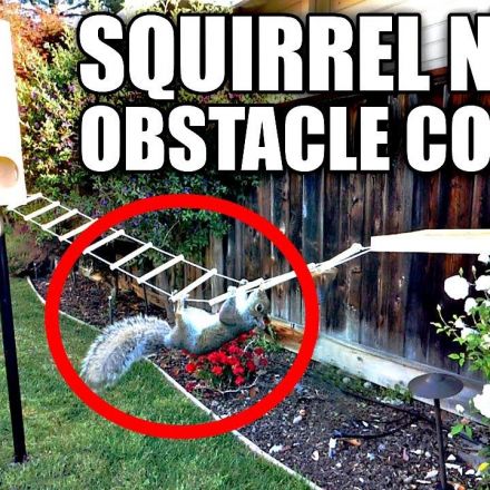 Building the Perfect Squirrel Proof Bird Feeder