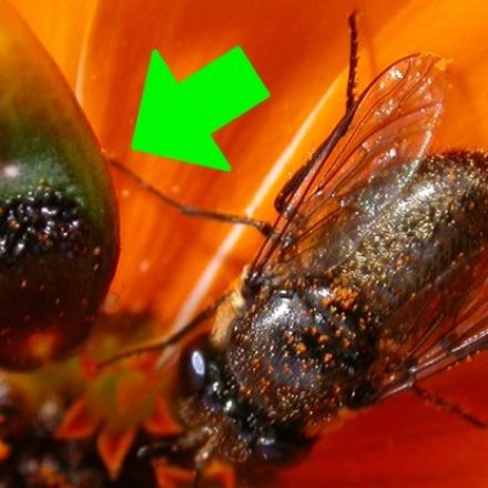 This Incredible Flower Makes Fake Flies, And We Finally Know How