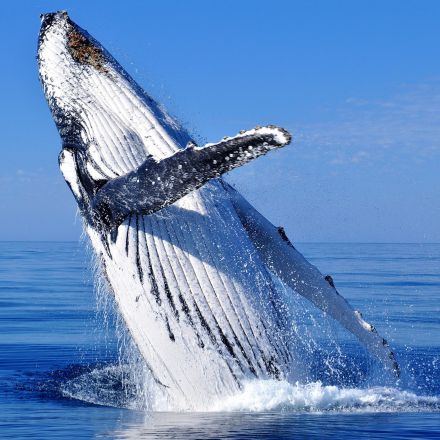 Scientists had a 20-minute "conversation" with a humpback whale named Twain