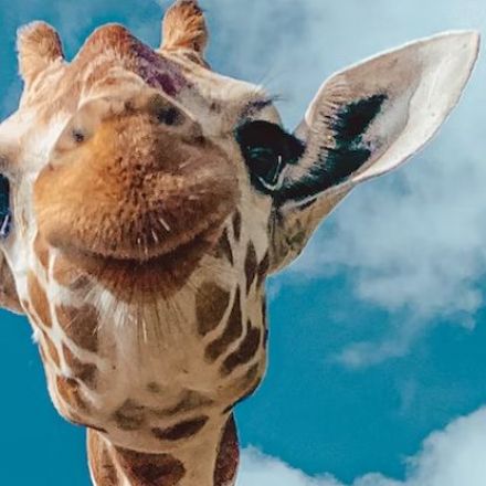 The Sex Lives of Giraffes Are Weirder Than We Ever Realized