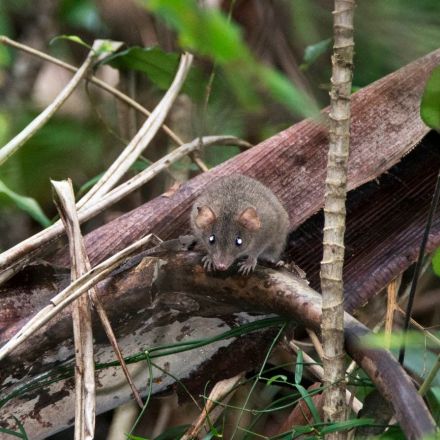 Climate change officially claims its first mammal: The Bramble Cay melomys is declared extinct