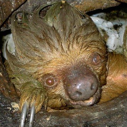 We Discovered Toilet Sloths And Found Hell
