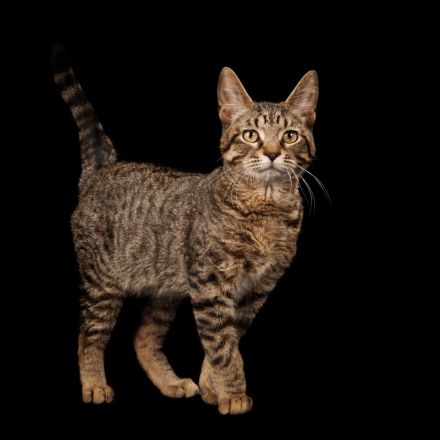 Cats Domesticated Themselves, Ancient DNA Shows