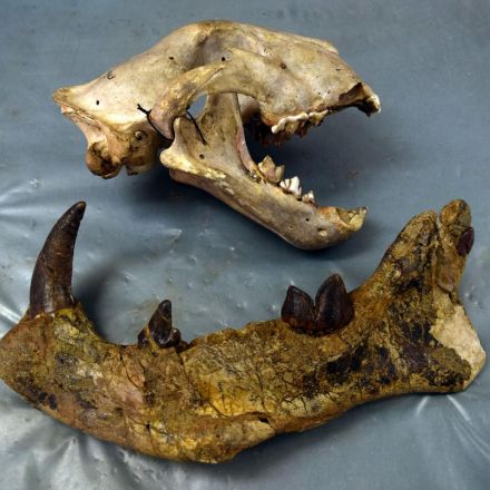Simbakubwa kutokaafrika: Enormous prehistoric predator bigger than a saber toothed tiger discovered