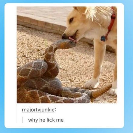 The snake clitoris has finally been found