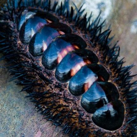 Researchers Solve Mystery of The Sea Creature That Evolved Eyes All Over Its Shell