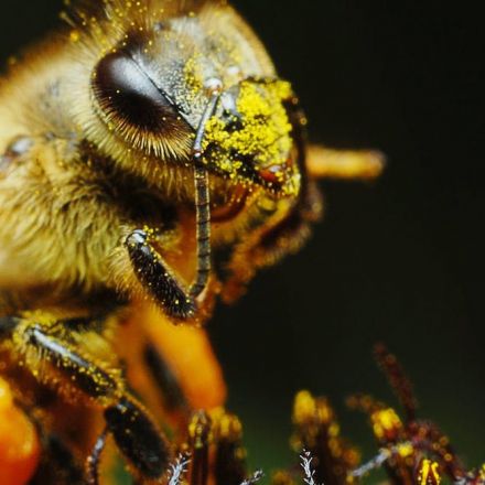 Bees can do so much more than you think – from dancing to being little art critics