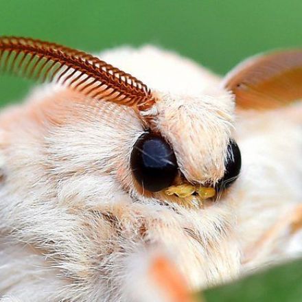 The Two Drivers of Massive Insect Population Die-Off Have Finally Been Identified