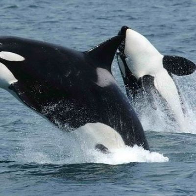 These 4 Mind-Blowing Facts Show Just How Smart Orcas Really Are