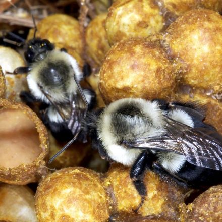 Popular Neonicotinoid Pesticides Keep Bumblebees From Laying Eggs