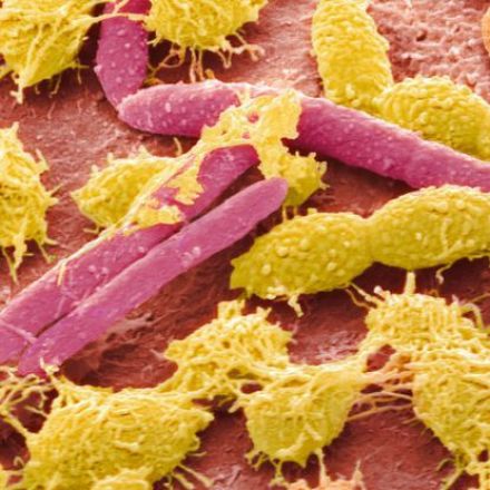 'Obelisks': Entirely New Class of Life Has Been Found in The Human Digestive System