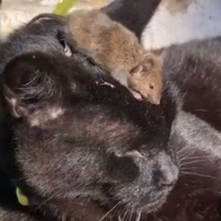 A Literal Mouse Plague Is Terrorizing Towns in Eastern Australia Right Now