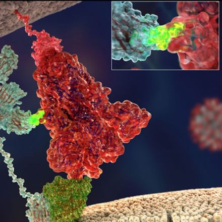 Open Sesame! Researchers discovered the second ‘key’ used by the SARS-CoV-2 virus to enter into human cells | University of Helsinki