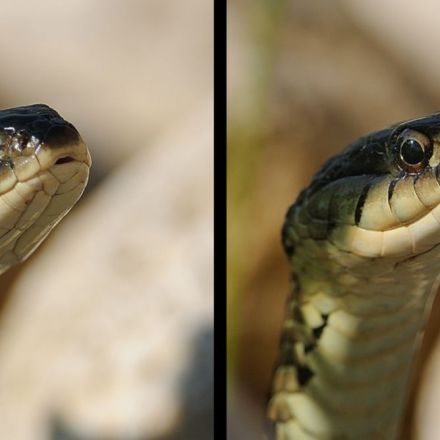 Curious Kids: How do snakes make an 'sssssss' sound with their tongue poking out?