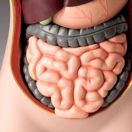 Mouth Bacteria Have Been Linked to Severe Forms of Inflammatory Bowel Disease
