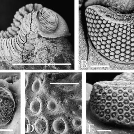 Ancient Trilobites Had Crystal Eyes, And They're Still a Mystery