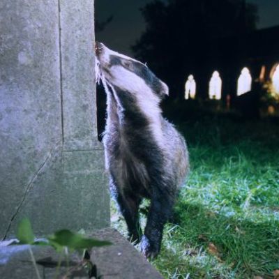 Mammals are increasingly embracing the nightlife to avoid humans