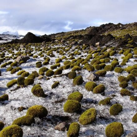 Herd Of Fuzzy Green 'Glacier Mice' Baffles Scientists
