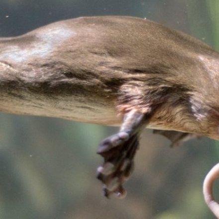 Now We Know Why Platypus Are So Weird - Their Genes Are Part Bird, Reptile, And Mammal