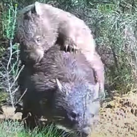 Rarely Seen Wombat 'Sideways' Sex Shows Just How Wild Animal Reproduction Can Get