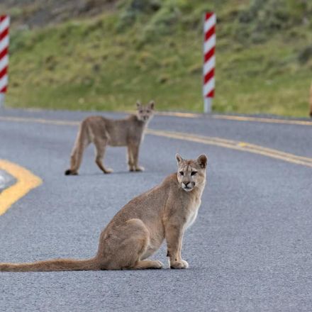While humans were in strict lockdown, wild mammals roamed further – new research