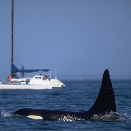 Orca Rams Into Yacht Near Scotland, Suggesting the Behavior May Be Spreading