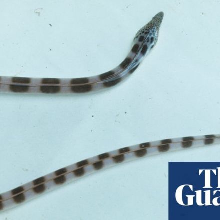 Snake eels burst through the stomach of predators in bid to escape being eaten alive
