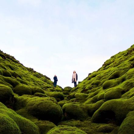 An epic global study of moss reveals it is far more vital to Earth's ecosystems than we knew